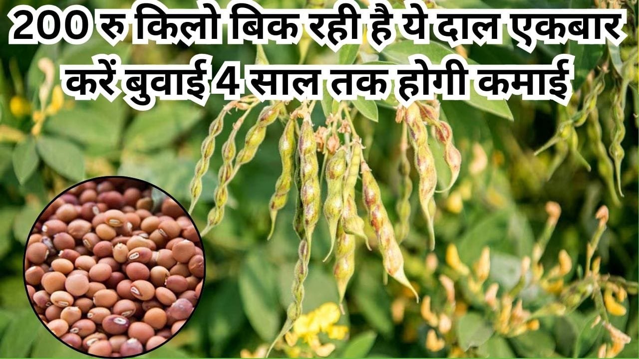 200 रूपए किलो बिक रही है ये दाल, एकबार करें बुवाई 4 साल तक होगी लाखों की कमाई, बंपर उत्पादन के लिए इस मॉडल से करें खेती