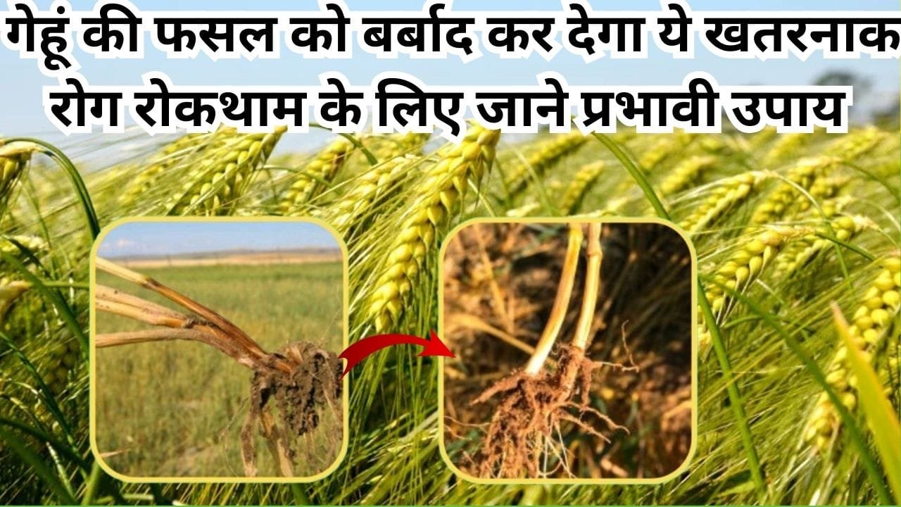 Agriculture tips: गेहूं की फसल को बर्बाद कर देगा ये खतरनाक रोग, रोकथाम के लिए जाने आसान और प्रभावी तरीके