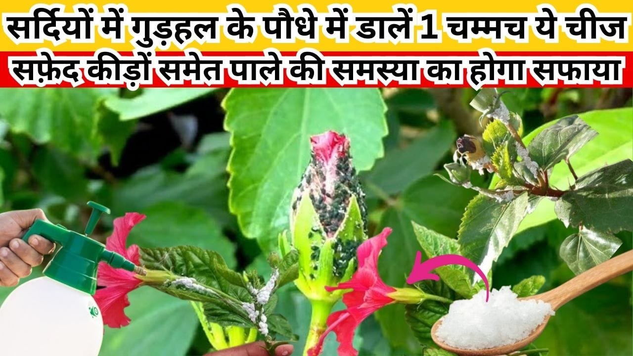 Gardening tips: सर्दियों में गुड़हल के पौधे में डालें 1 चम्मच ये चीज, सफ़ेद कीड़ों समेत कोहरा पाले की समस्या का होगा सफाया, जाने नाम