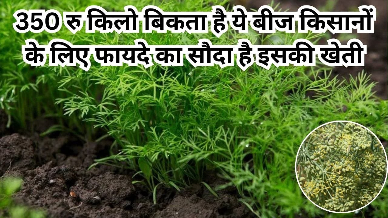 350 रूपए किलो बिकता है ये खुशबूदार बीज, किसानों के लिए फायदे का सौदा है इसकी खेती 1 एकड़ में होगी तगड़ी कमाई, जाने खेती का तरीका