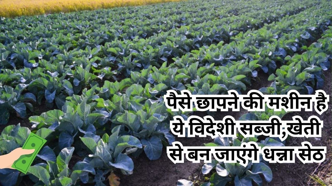 पैसे छापने की मशीन है ये विदेशी सब्जी की खेती, 150 रूपए किलो बिकती है बाजार में खेती से बन जाएंगे धन्ना सेठ, जाने नाम