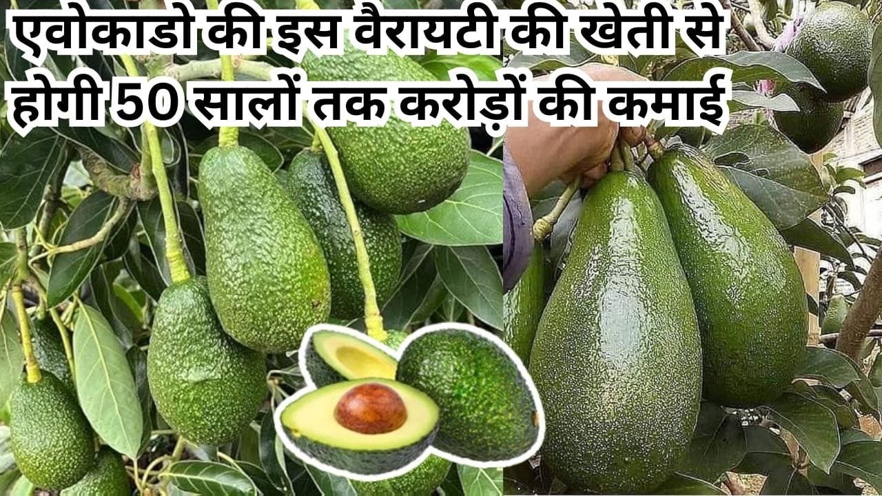 आम-अमरूद नहीं! एवोकाडो की इस वैरायटी से होगी 50 सालों तक करोड़ों की कमाई, मार्केट में है खूब डिमाडं घर बैठे बन जाएंगे मालामाल, जाने नाम