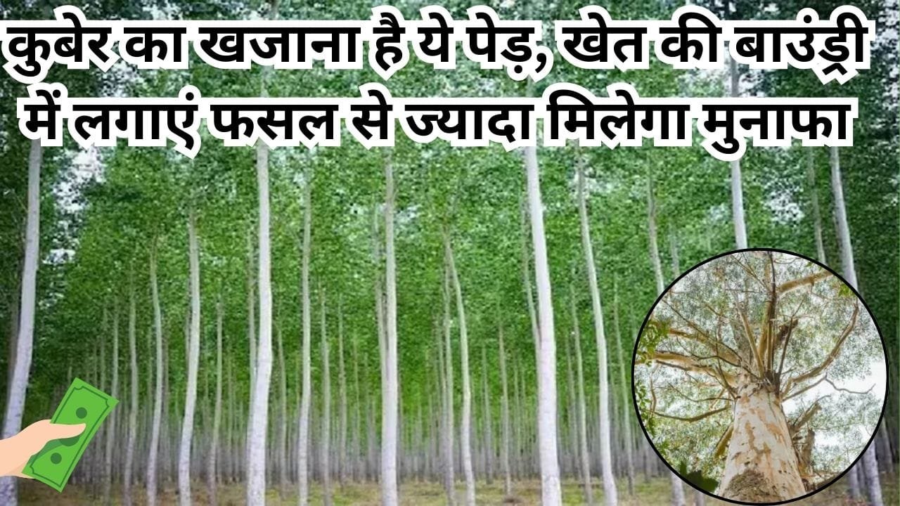 कुबेर का खजाना है ये पेड़, खेत की बाउंड्री में लगाएं फसल से ज्यादा मिलेगा मुनाफा चंद सालों में हो जाएंगे मालामाल, जाने नाम