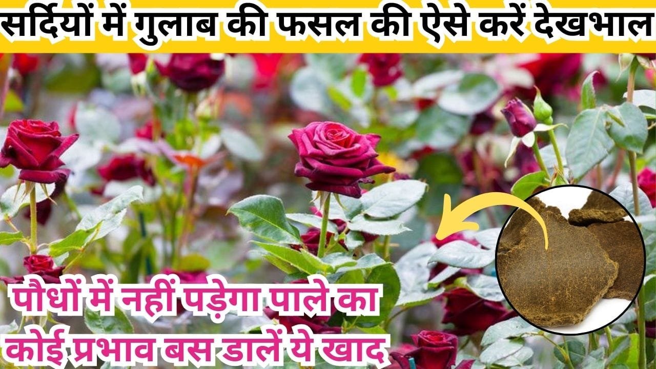Agriculture tips: सर्दियों में गुलाब की फसल की ऐसे करें देखभाल, पौधों में नहीं पड़ेगा पाले का कोई प्रभाव बस डालें ये खाद, जाने नाम