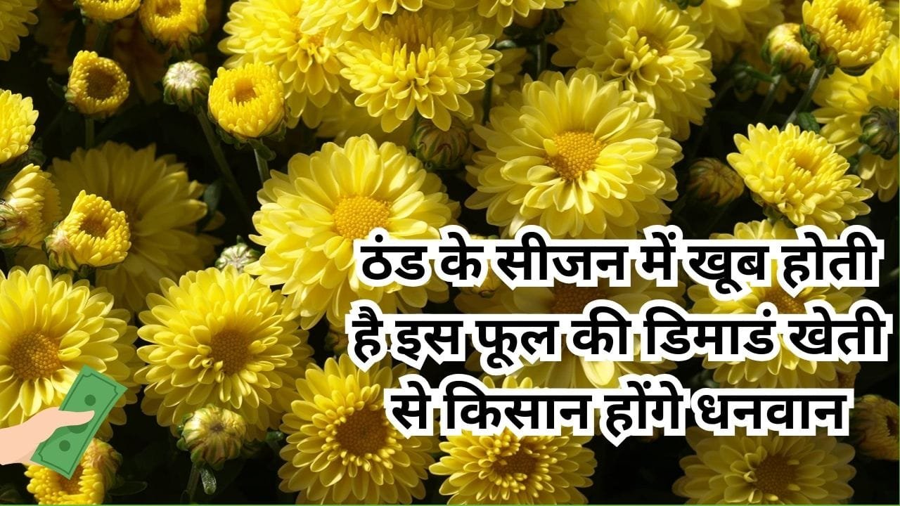 ठंड के सीजन में मार्केट में खूब होती है इस फूल की डिमाडं, 1 बीघा में खेती से किसान होंगे धनवान, जाने नाम और काम