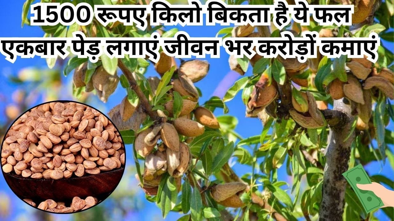 1500 रूपए किलो बिकता है ये फल, एकबार पेड़ लगाएं जीवन भर करोड़ों कमाएं मार्केट में है खूब डिमाडं, जाने नाम और काम