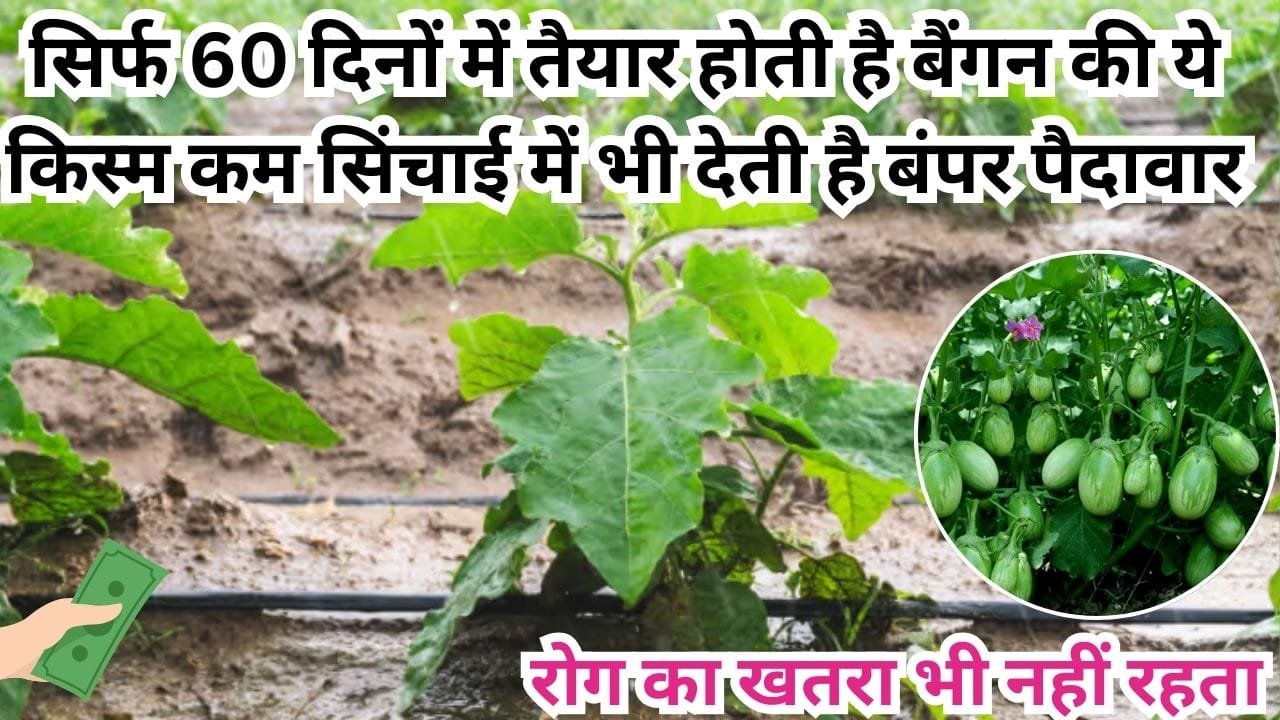 सिर्फ 60 दिनों में तैयार होती है बैंगन की ये किस्म, कम सिंचाई में भी देती है बंपर पैदावार कीट-रोग का खतरा भी नहीं रहता, जाने नाम