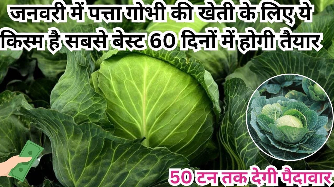 जनवरी में पत्ता गोभी की खेती के लिए ये किस्म है सबसे बेस्ट, 60 दिनों में होगी तैयार 50 टन तक देगी पैदावार, जाने नाम