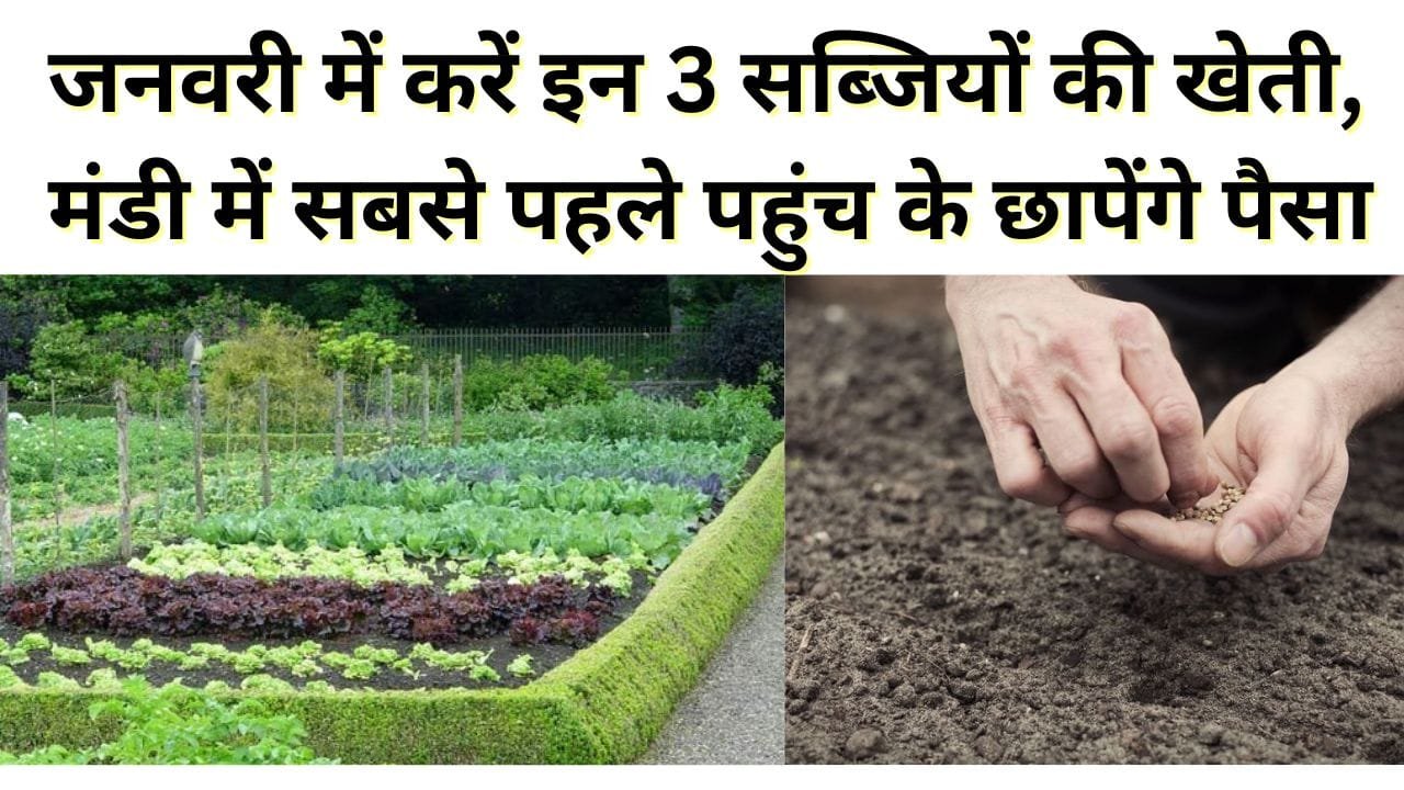 सब्जियों की खेती