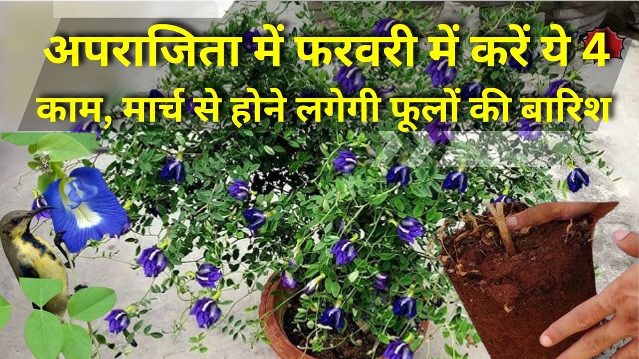 अपराजिता