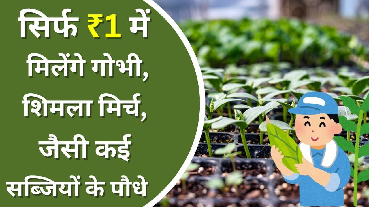 हाईटेक नर्सरी