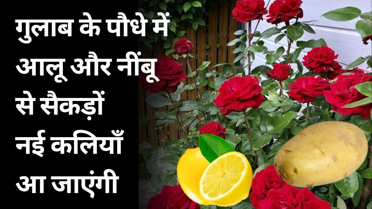 गुलाब के लिए खाद और स्प्रे