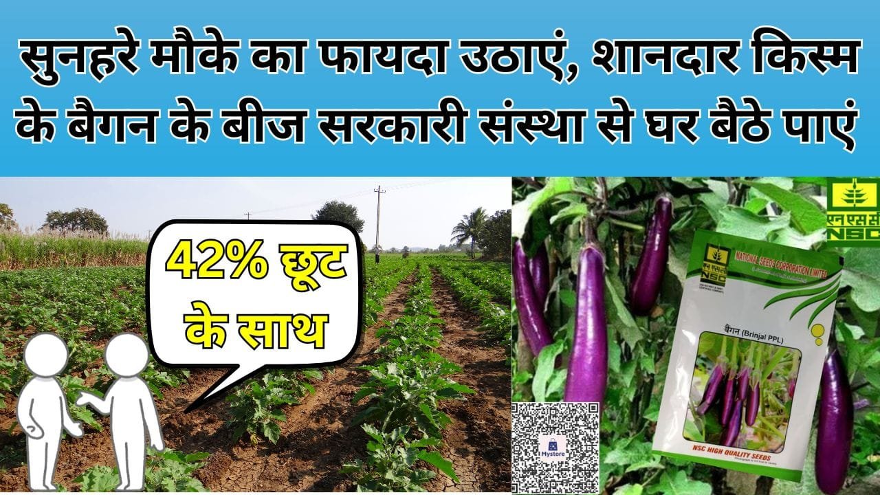 पूसा पर्पल लॉन्ग किस्म