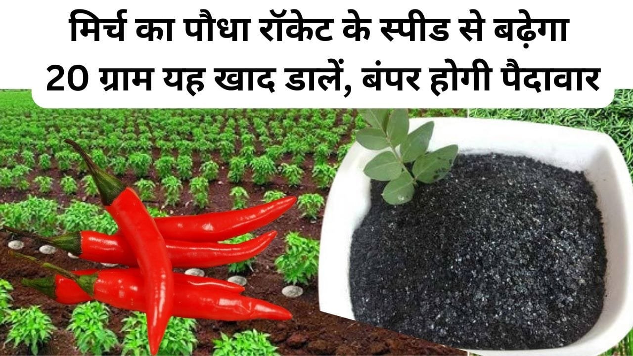 ह्युमिक एसिड