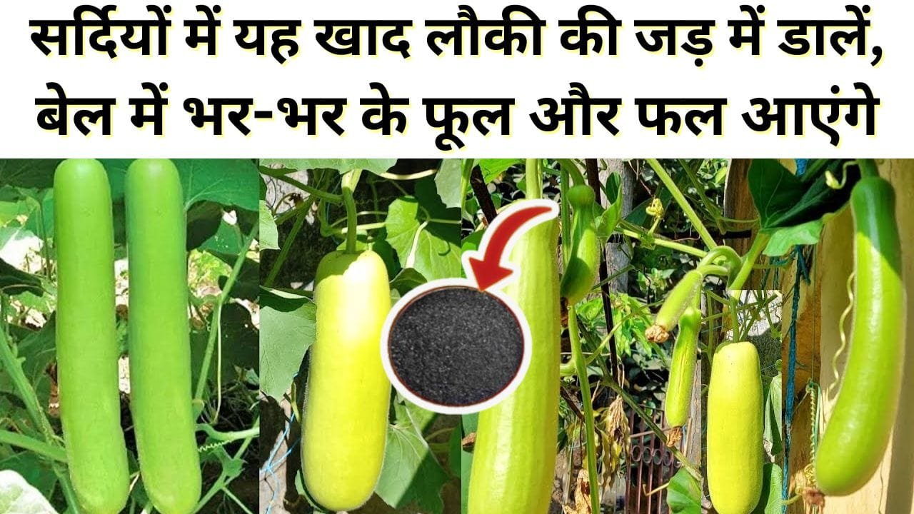 लौकी के लिए खाद