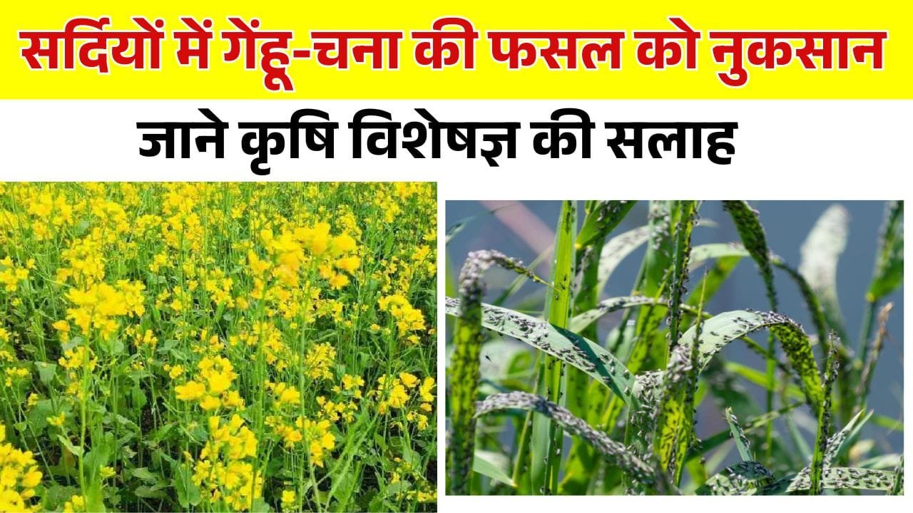 गेंहू में रोग-कीट