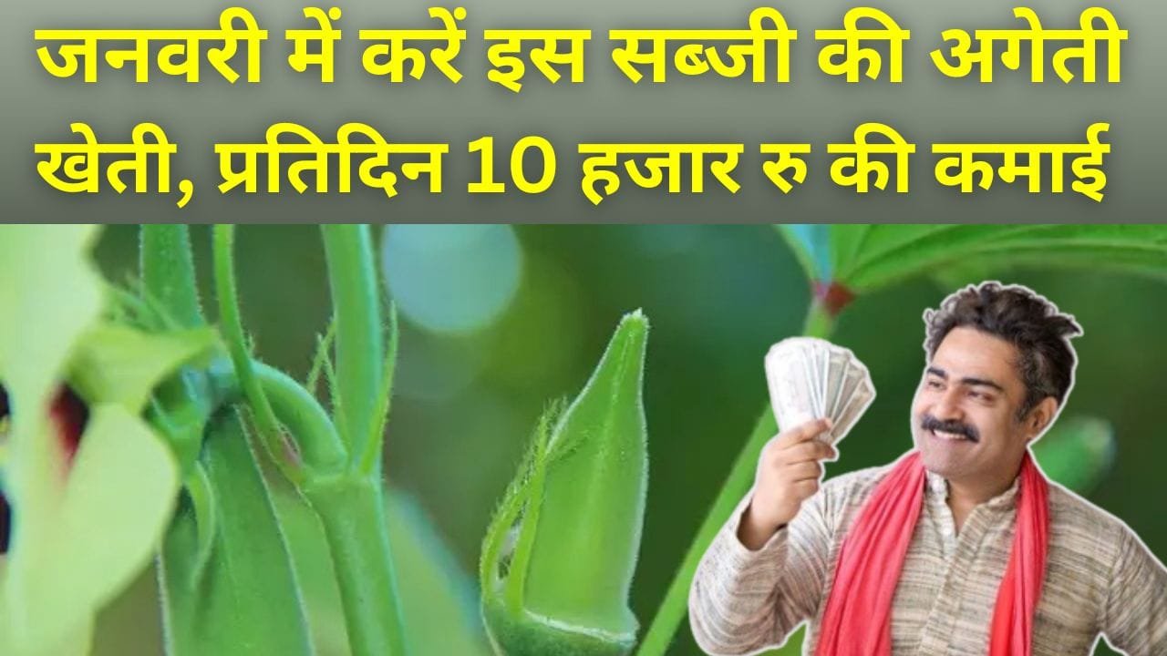 भिंडी की अगेती खेती