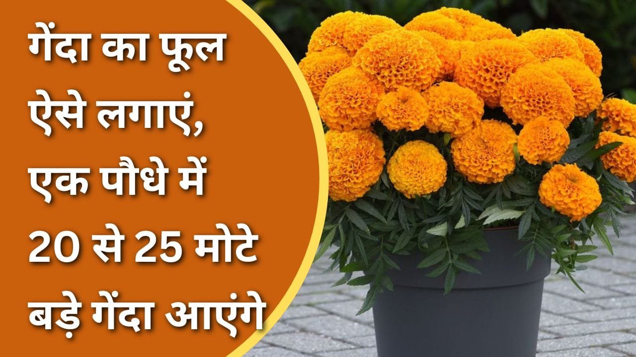 गेंदा का फूल