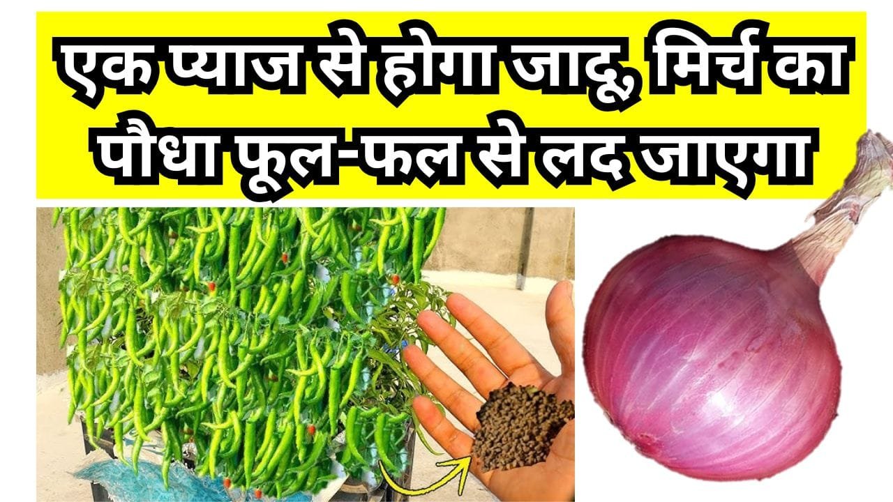 मिर्च के लिए खाद