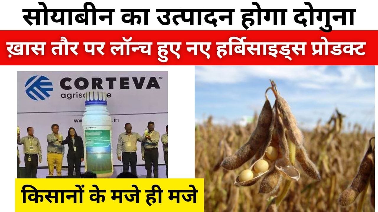 सोयाबीन