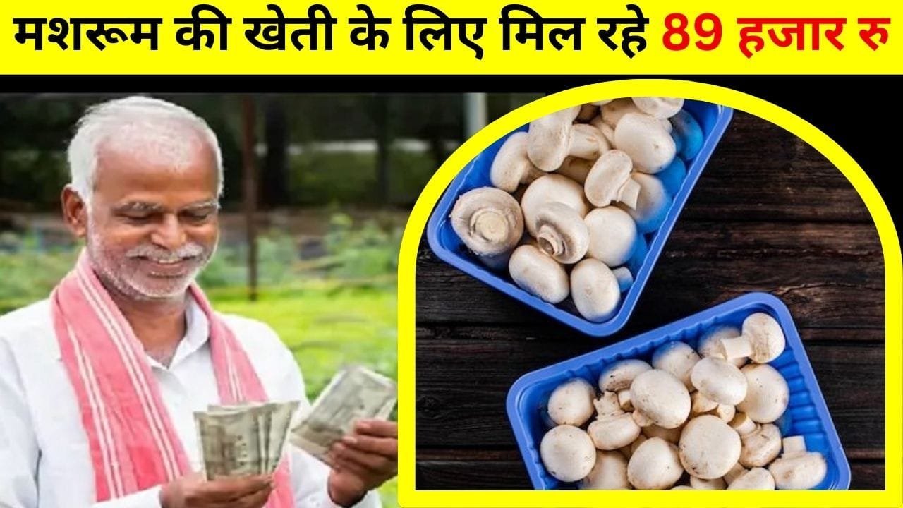 मशरूम की खेती