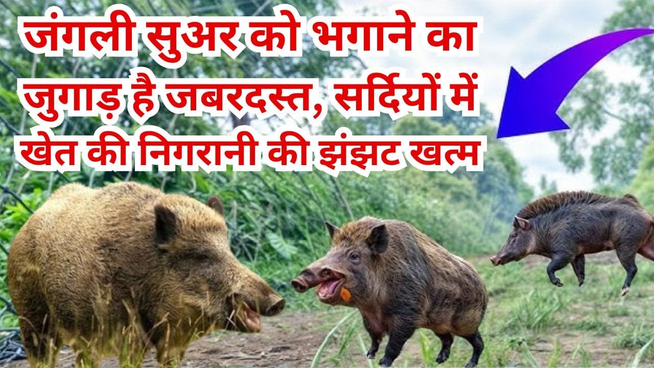 जंगली सुअर खेत से कैसे भगाएं