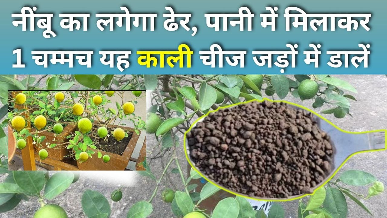 नींबू के लिए खाद