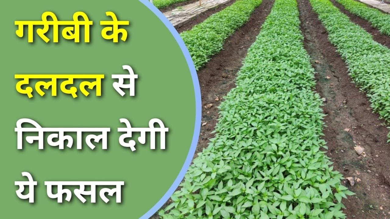 मिर्च की खेती