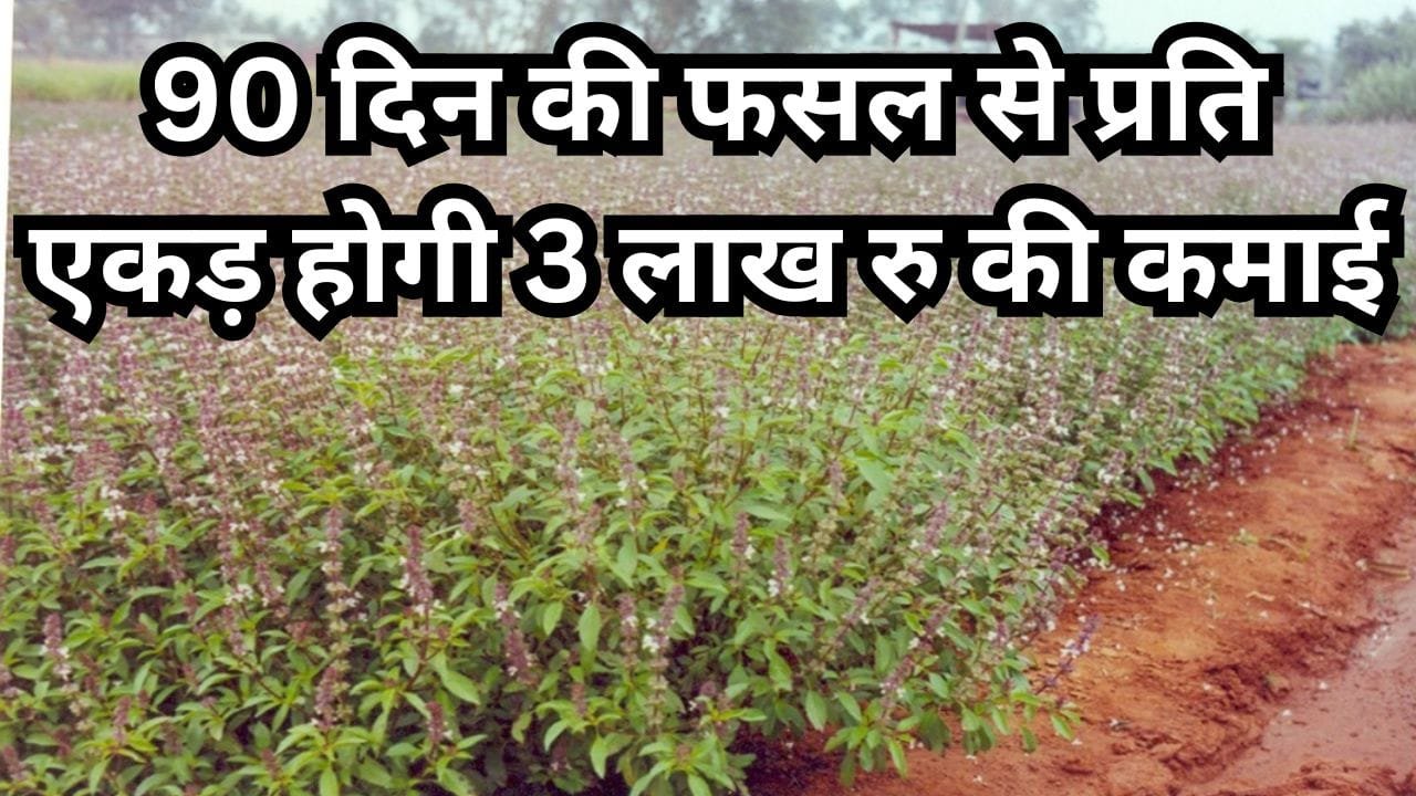 तुलसी की खेती कैसे करें