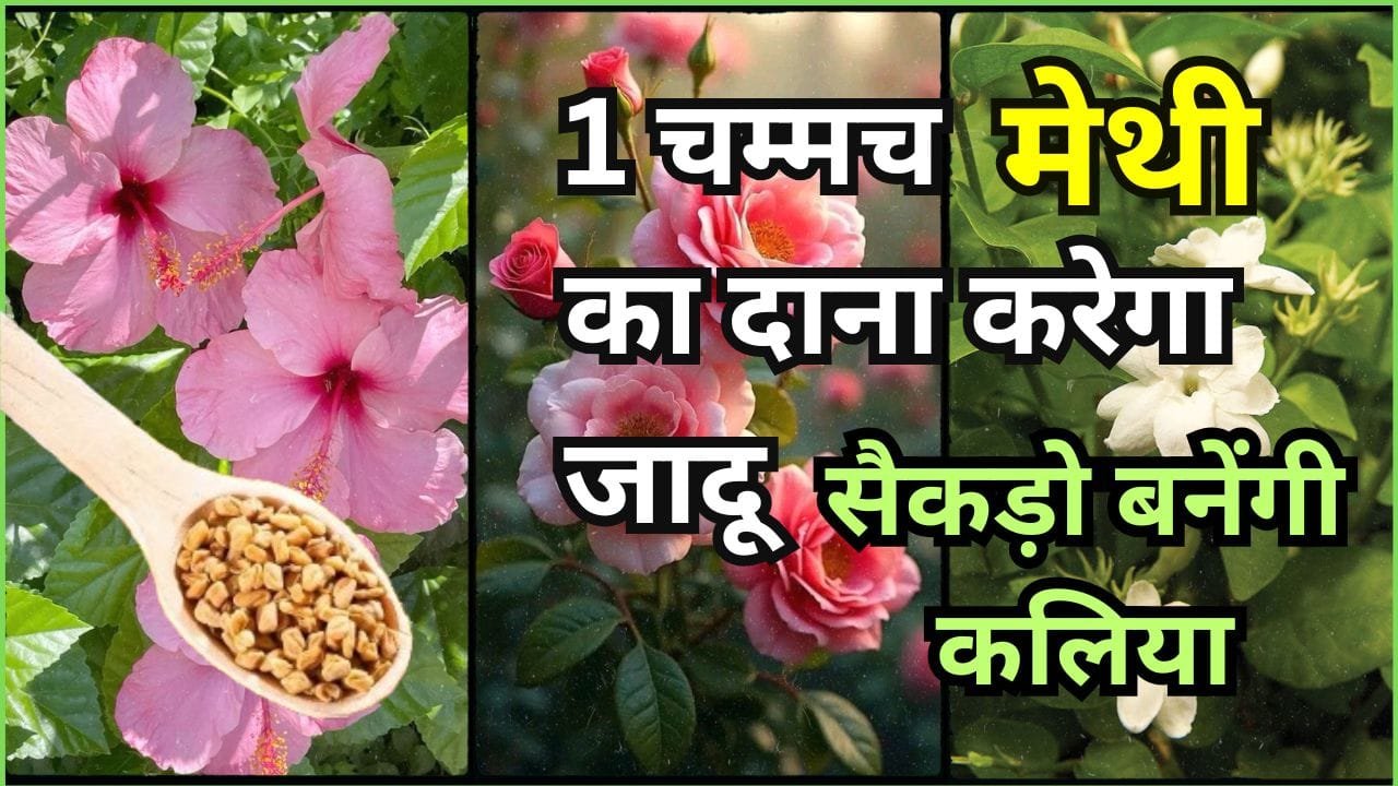 फूलों के लिए खाद