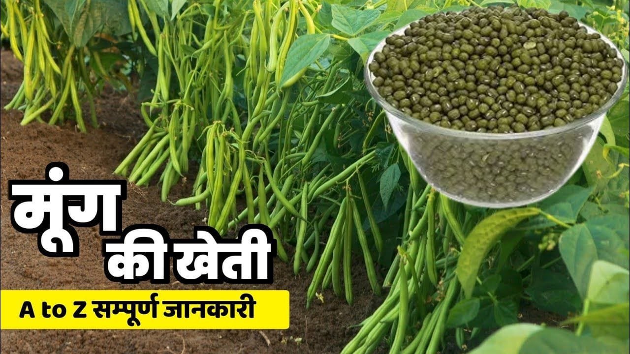 मूंग में फल-फूल की दवा