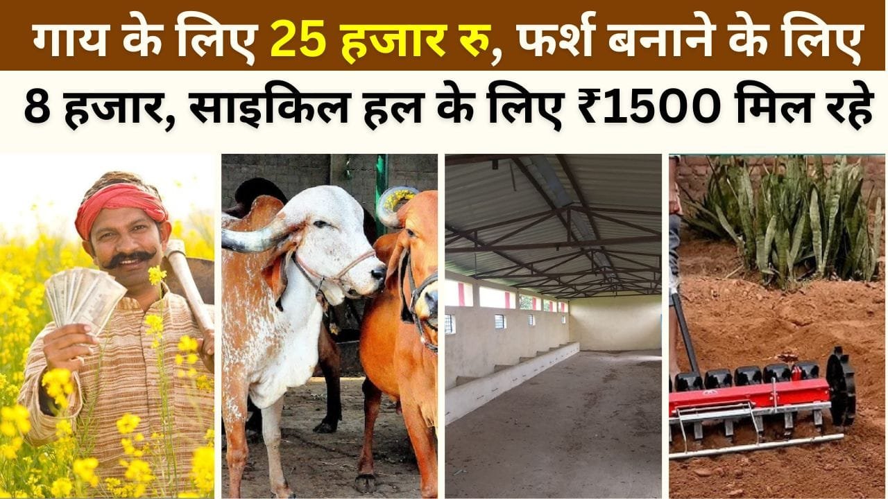 देसी गाय पर सब्सिडी
