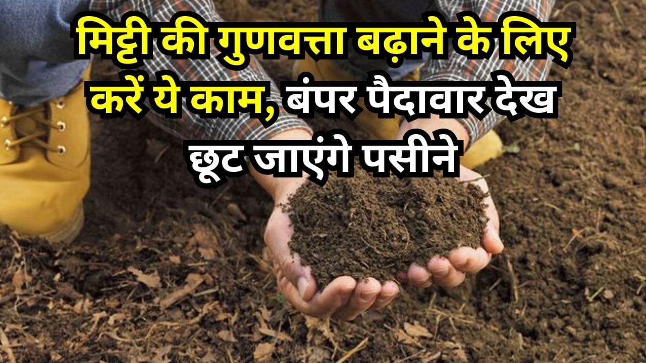 मिट्टी की गुणवत्ता