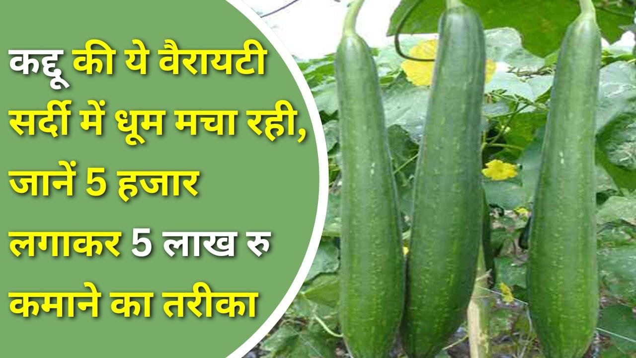 चंपक कद्दू