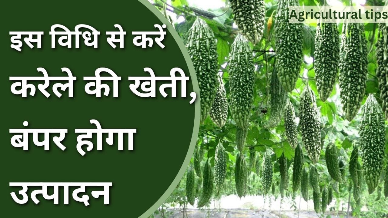 पंडाल में करेले की खेती