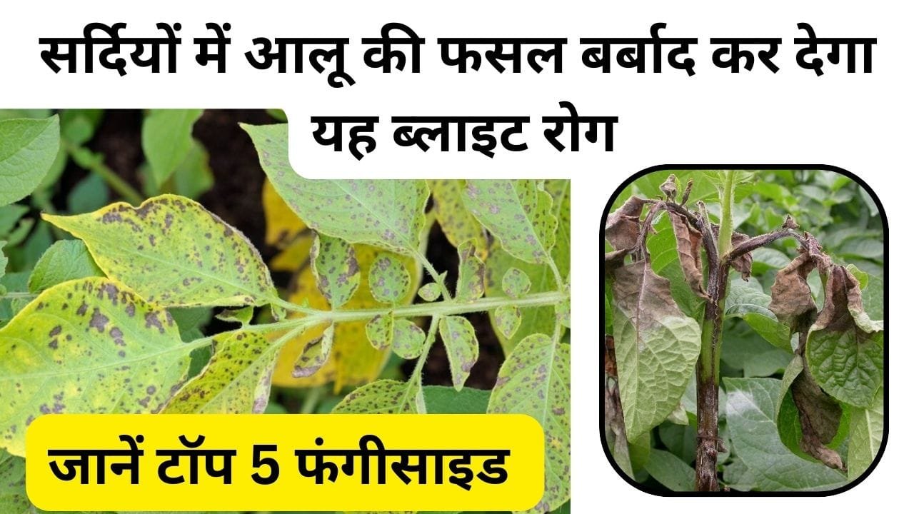 ब्लाइट रोग