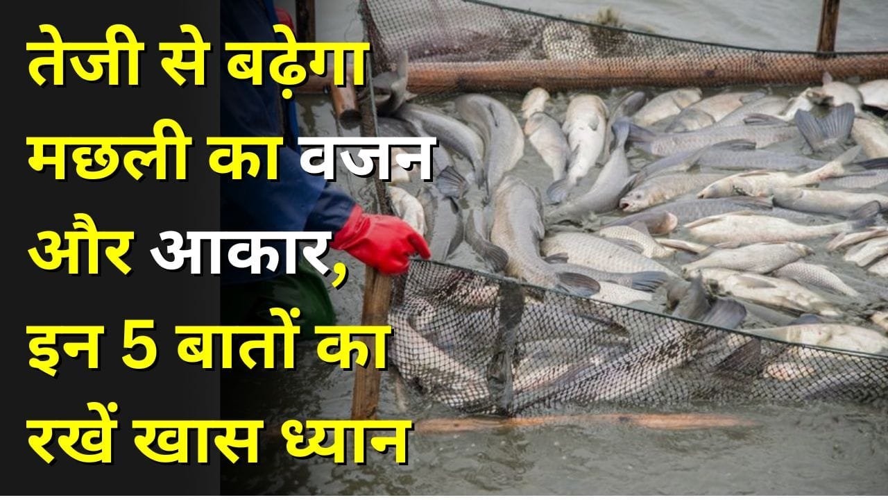 मछली का आकार