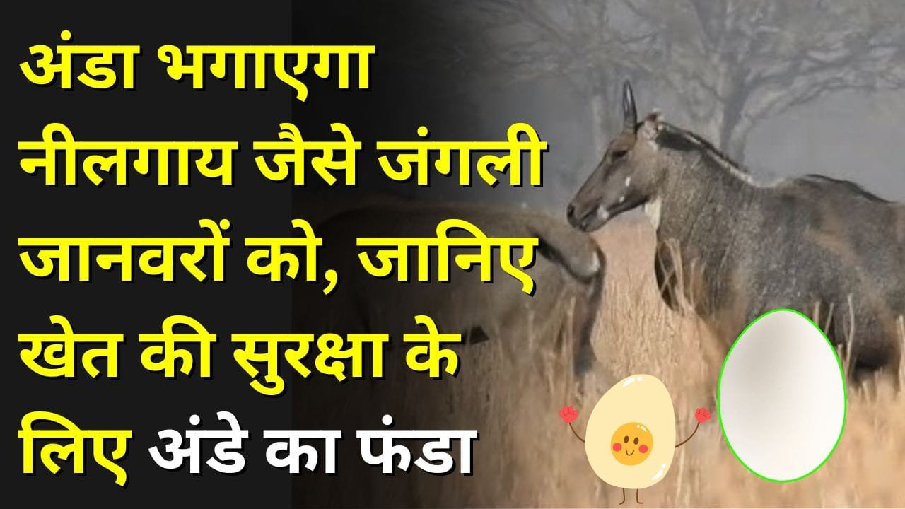 जंगली जानवर