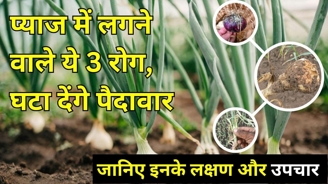 प्याज की खेती