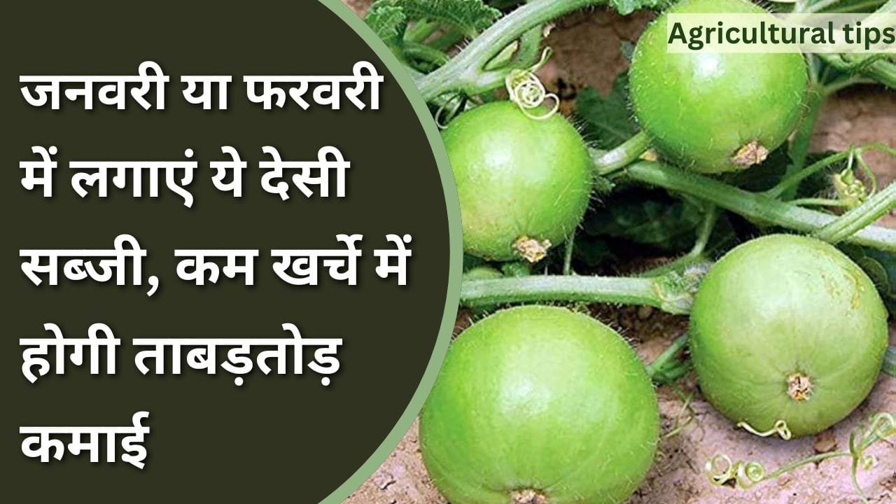 देसी टिंडा