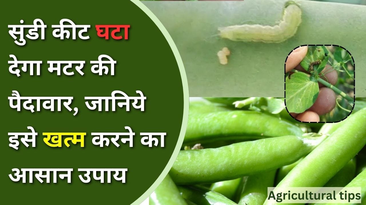 मटर में सुंडी कीट