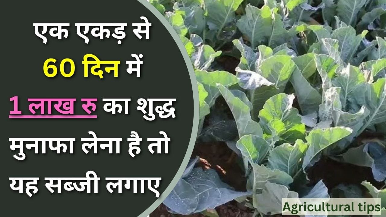 फूलगोभी की खेती कैसे करें