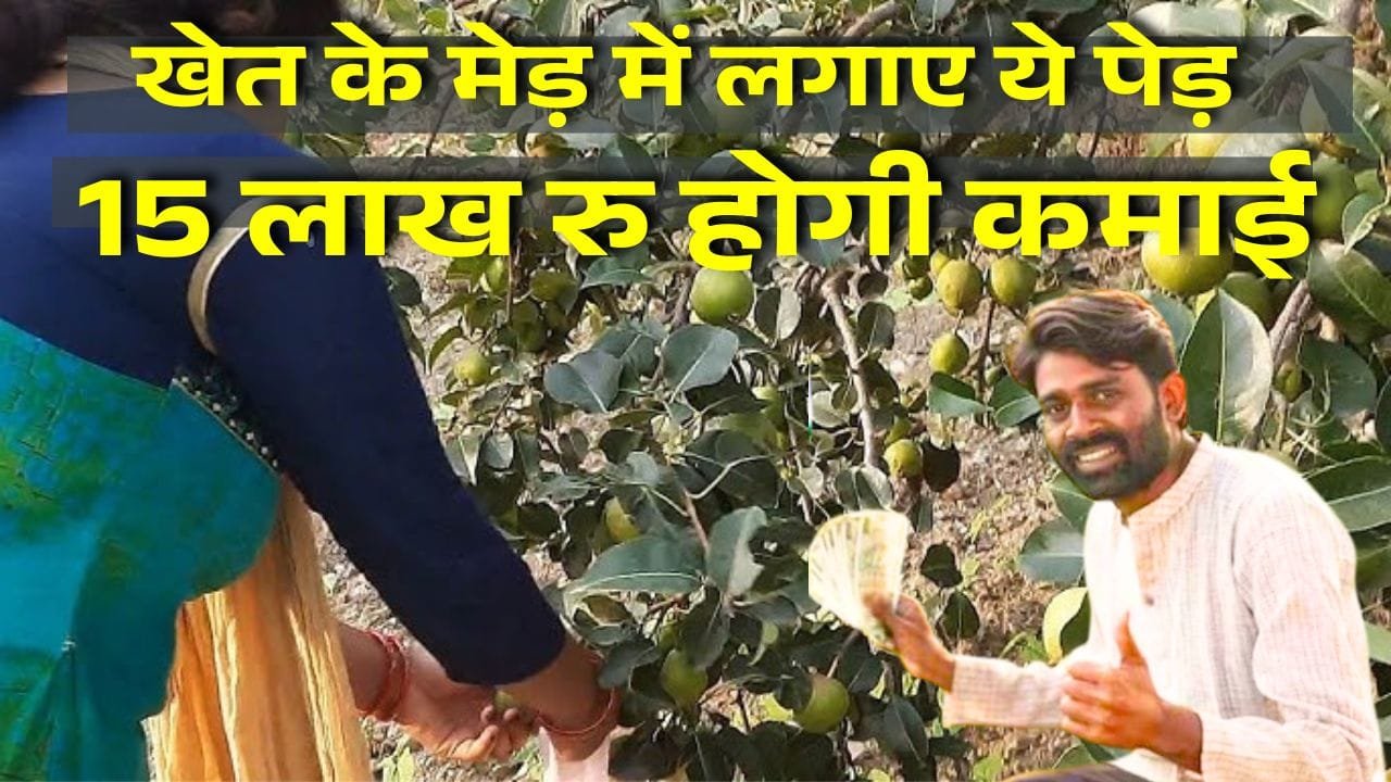 नाशपाती की खेती