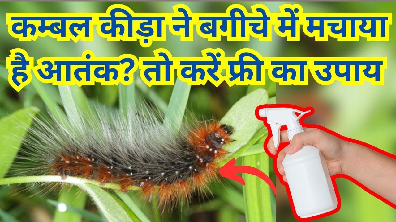 कम्बल कीड़ा कैसे भगाएं