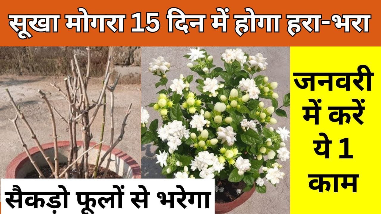 जनवरी में मोगरा में करे यह काम