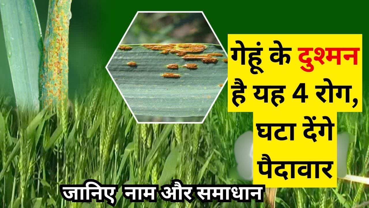 पीला रतुआ रोग