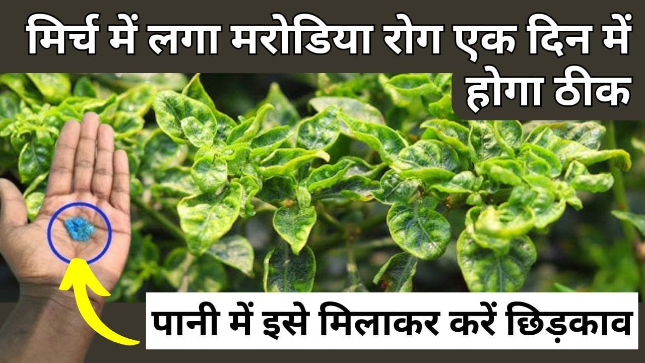 मरोडिया रोग