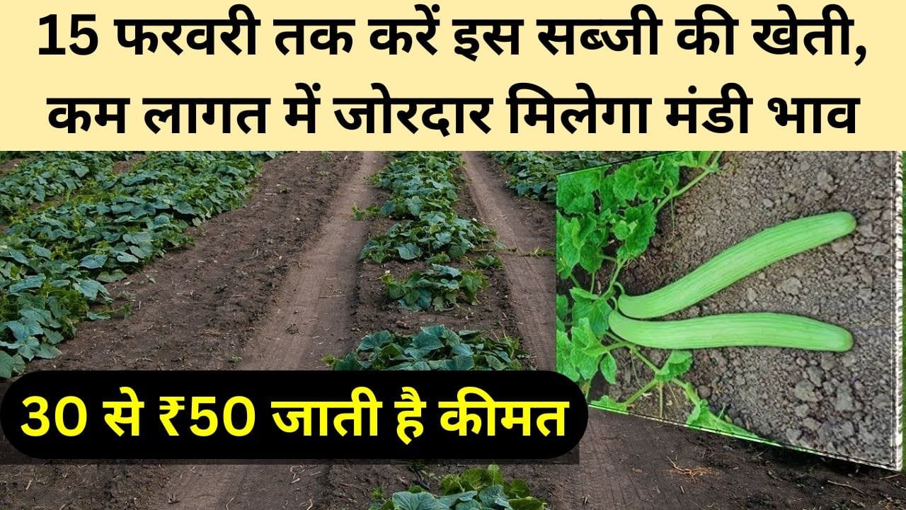 तर ककड़ी