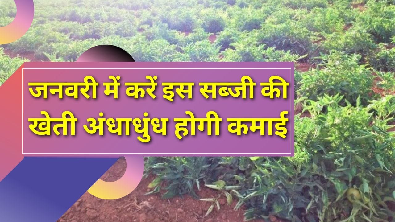 जनवरी में सब्जी की खेती