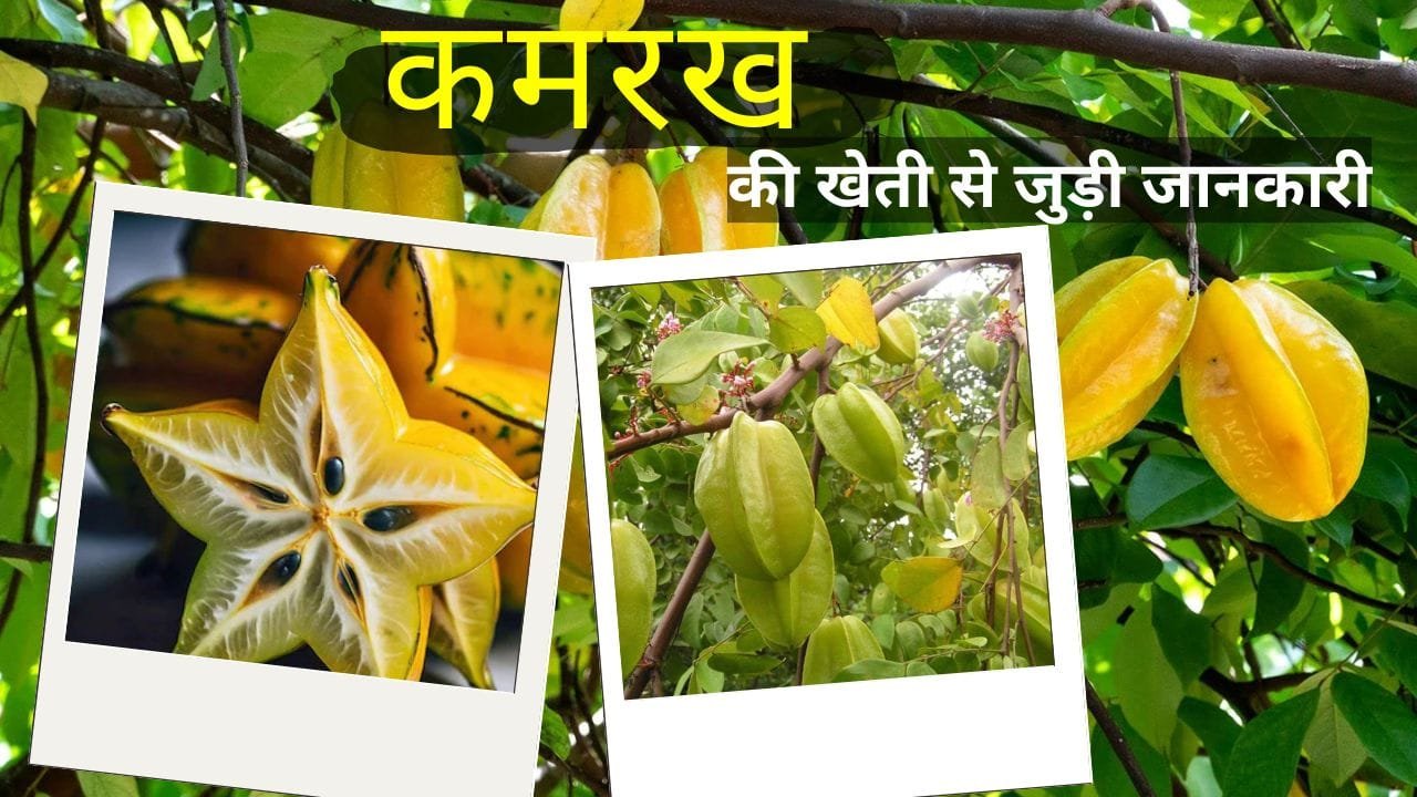 कमरख का पौधा कैसे उगाए